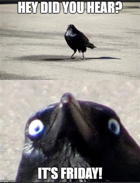 insanity crow Memes - Imgflip