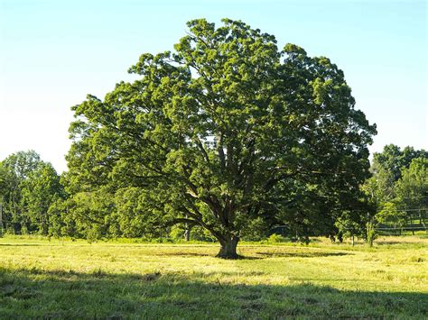 11 Classic Trees Native To Mississippi - AZ Animals