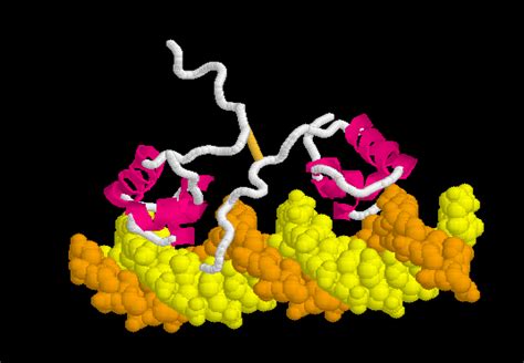 Lac repressor - Proteopedia, life in 3D