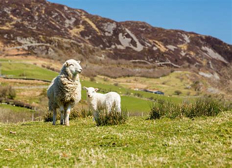 Welsh Sheep Stock Photos, Pictures & Royalty-Free Images - iStock