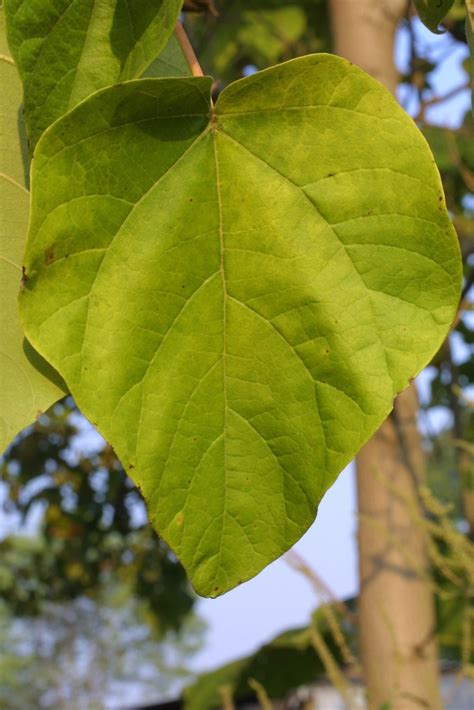 Paulownia tomentosa (empress-tree, princess-tree): Go Botany