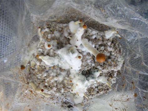 A comprehensive cobweb mold invasion (pics) - Mushroom Cultivation - Shroomery Message Board