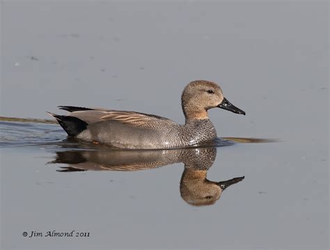 Species Gallery - Gadwall