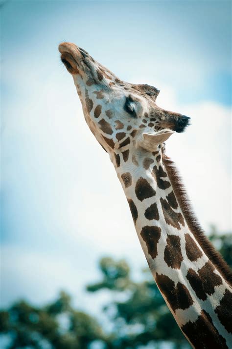 Close-up Photography Of Giraffe · Free Stock Photo