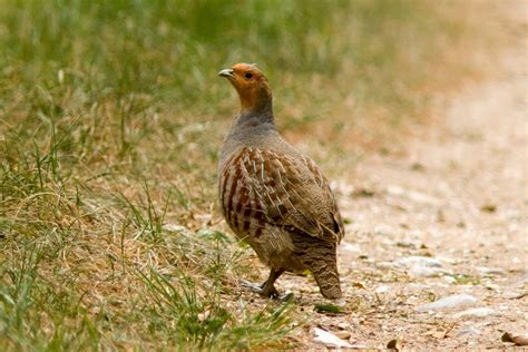 Species of UK: Week 33: Grey Partridge (‘Perdix perdix’)