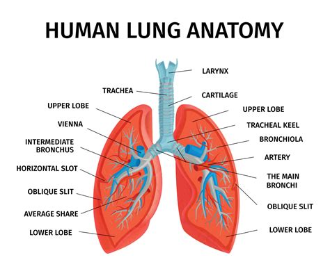 Lung Anatomy Diagram