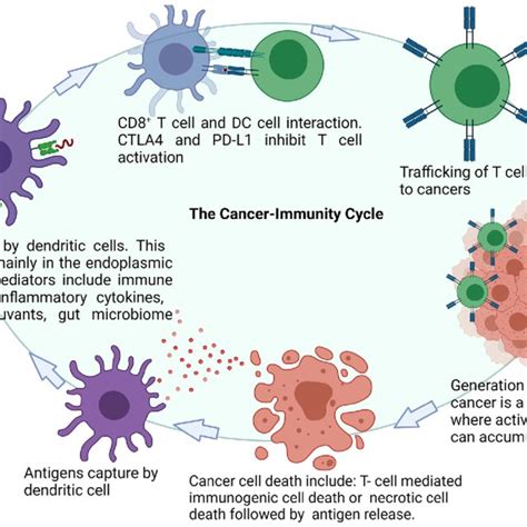 Stages of cancer-immunity cycle. Necrotic tumor cell antigens are ...