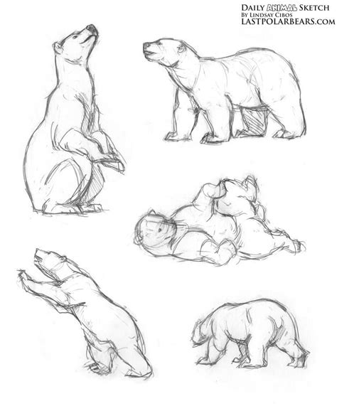Image result for polar bear anatomy | Polar bear drawing, Animal sketches, Bear sketch