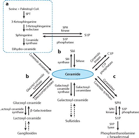 Figure 3 from Nuclear sphingolipid metabolism. | Semantic Scholar