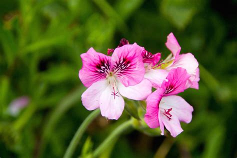 Flower Madeira | Madeira Orchid Travel