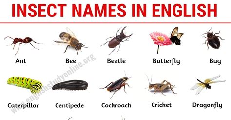 List of Insects: 25 Useful Insect Names with Pictures and Examples ...