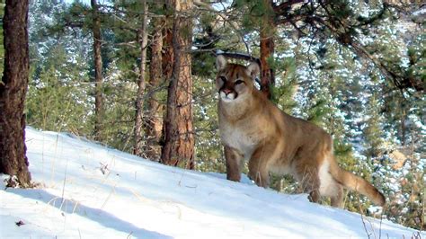 Mountain Lion Sightings On The Rise In Colorado's High Country - CBS ...