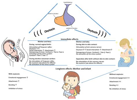 IJMS | Free Full-Text | Are There Epigenetic Oxytocin-Mediated Effects on the Mother and Infant ...