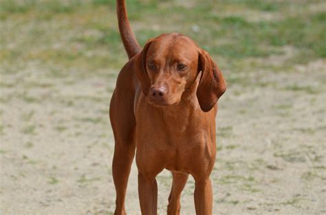 Redbone Coonhound - Full Profile, History, and Care