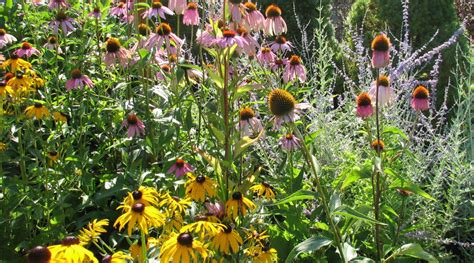 native wild flowers – Techmer Nursery Garden Center & Landscaping Company – New Paltz, NY