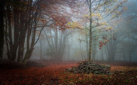 Landscape photography, Autumn forest, Beautiful pictures