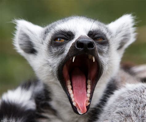 Yawning Lemur | South Lakes Animal Park | Ian Gethings | Flickr