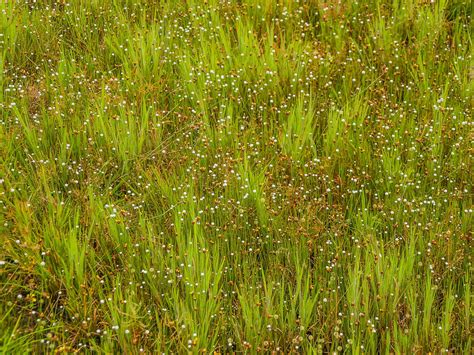 Grass Flower Field , Wildflowers Free Stock Photo - Public Domain Pictures