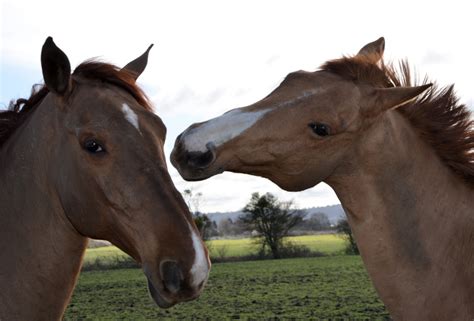 Photographie de deux chevaux.