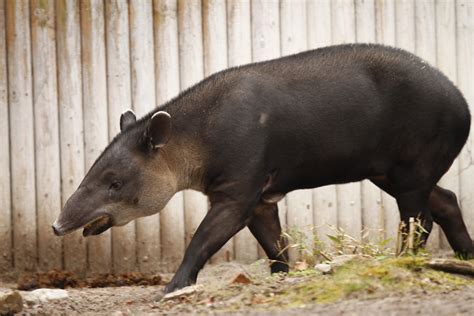 Baird's tapir (Tapirus bairdii) - ZooChat