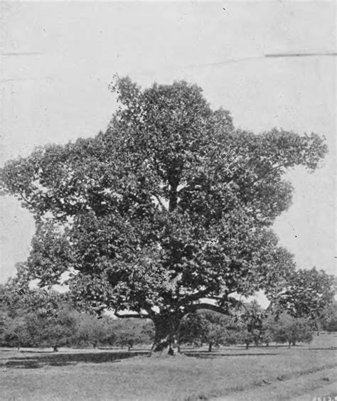 The American chestnut tree has a good shot at making a comeback » Scienceline