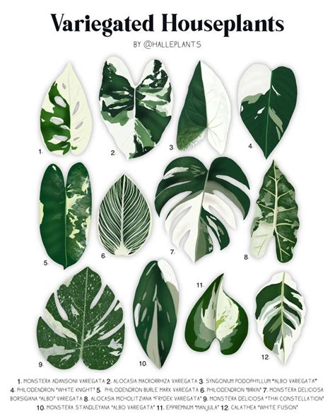 Variegated Varieties Plant Identification Diagram Digital - Etsy Singapore | Variegated plants ...