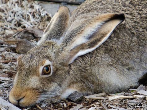 Jackrabbit : wildlifephotography