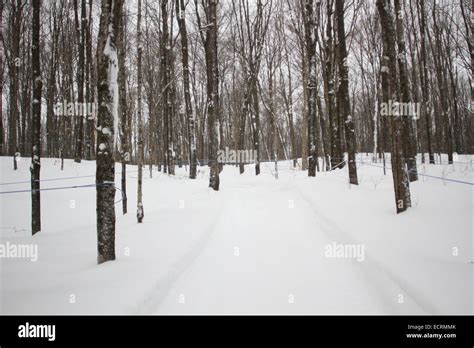 Maple Syrup farm in Quebec Stock Photo - Alamy