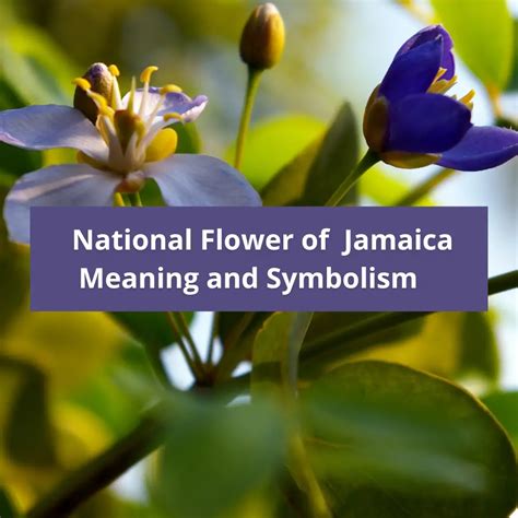 What is the national flower of Jamaica, Meaning and Symbolism