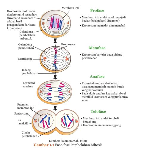 Gambar Fase Fase Pembelahan Mitosis – Guru