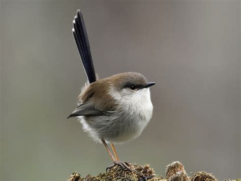 Superb Fairywren - eBird