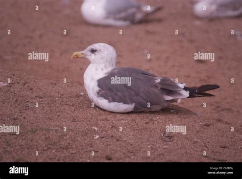 Seagull sitting on a sandy beach Stock Photo - Alamy