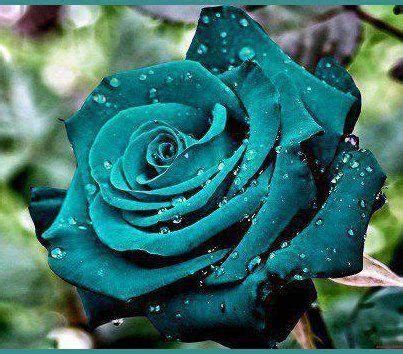 Teal - Google Search | Rose seeds, Beautiful rose flowers, Rare flowers