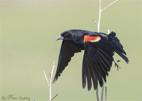 Male Red-winged Blackbird In Flight – Feathered Photography