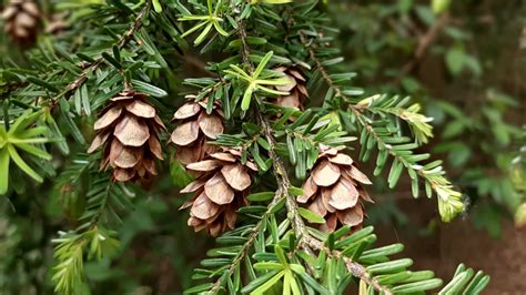 Tsuga heterophylla - Trees and Shrubs Online