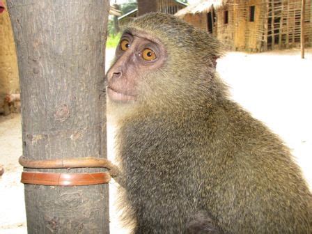 Image result for lesula monkey facts