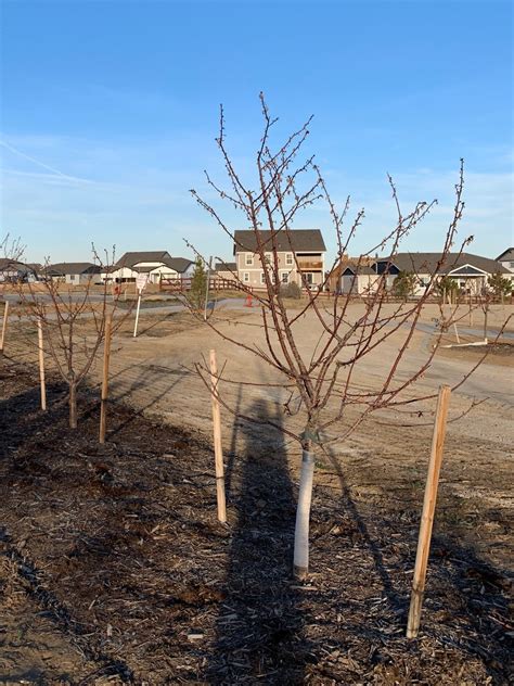 The basics of fruit tree pruning | Morning Ag Clips