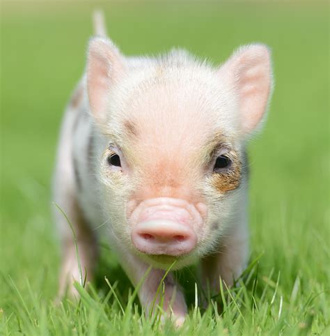 Animals & Pennywell Miniature Pigs - Devon Tourist Attraction