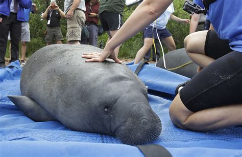 Manatees Are No Longer Endangered Because Good Things Can Still Happen ...