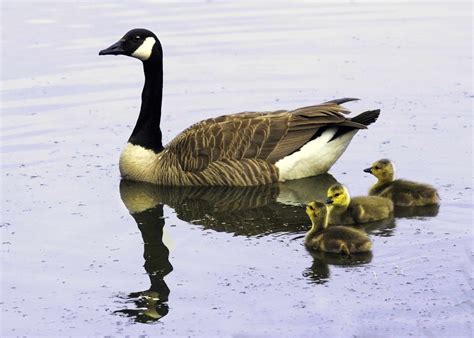 Canada Goose Facts: Habitat, Diet, Predators, and More