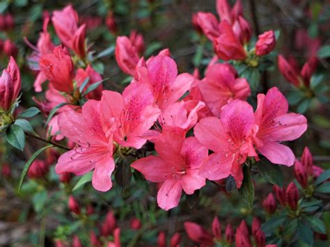 Learn How To Grow And Care For Azaleas