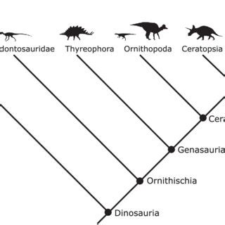 Simplified phylogeny showing the current understanding of ornithischian... | Download Scientific ...