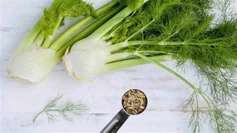 Fennel Pests and Diseases | Garden lovers