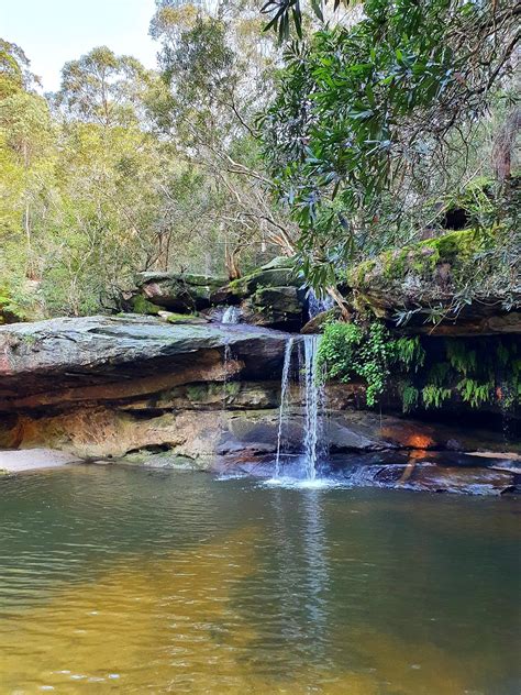 Bushwalking in Sydney's spectacular backyard - Perspicuous