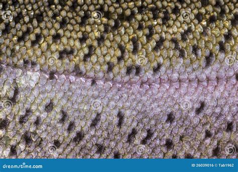 Healthy Fish Scales- Macro Shot Stock Photo - Image of healthy ...