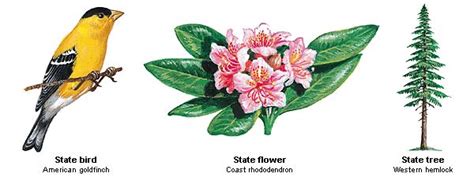 washington state flower drawing - comfortcareavan