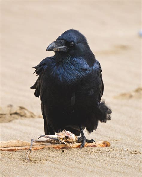 Spiritual Meaning of Hearing Raven Sounds: It's Good Luck?