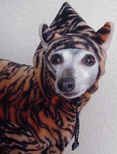 tiger dog costume | Dog costumes, Dog costume, Dog hoodie