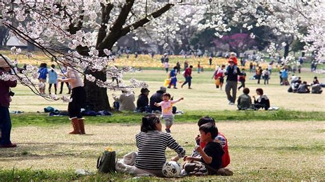 A Beginner's Guide to Cherry Blossom Viewing: How to do hanami?