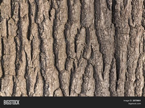 Oak Tree Bark Image & Photo (Free Trial) | Bigstock